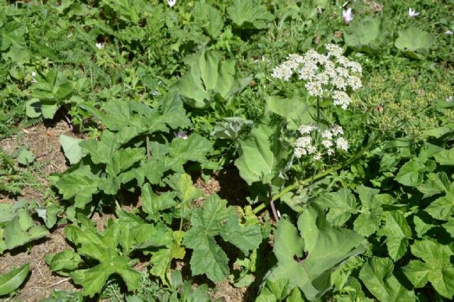 Heracleum sphondylium